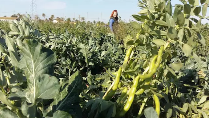 Un proyecto logra reducir el uso de fertilizantes en el cultivo del brócoli asociándolo a habas